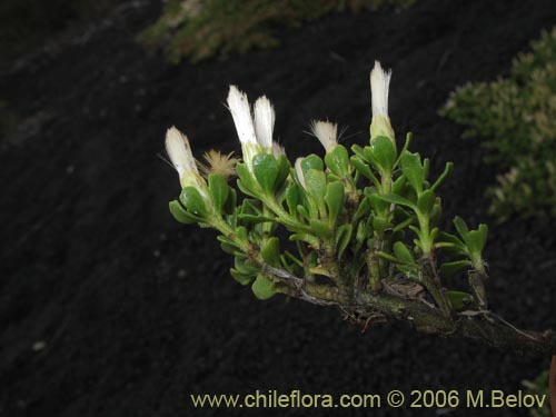 Imágen de Baccharis magellanica (Chilco de Magallanes). Haga un clic para aumentar parte de imágen.